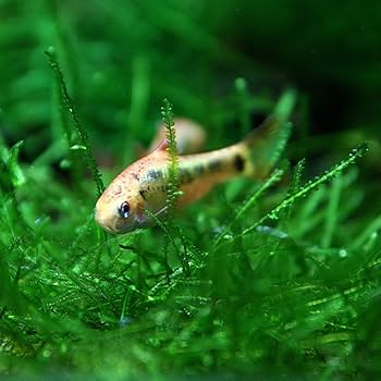 Amazon | (熱帯魚)ゴールデンバルブ （約2cm）＜5匹＞[生体